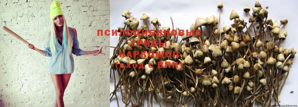 мяу мяу мука Баксан